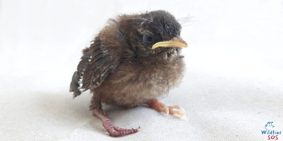 Wildtier-SOS: Finden. Informieren. Retten.