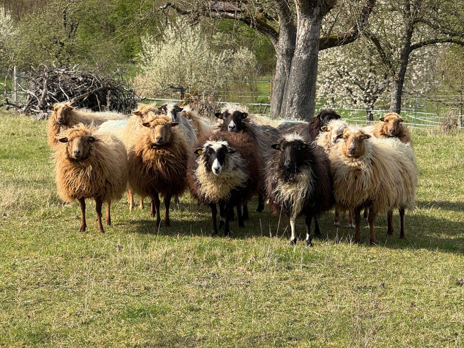 Fotos von der Exkursion in Effolderbach – und ein Äskulapnatter Video