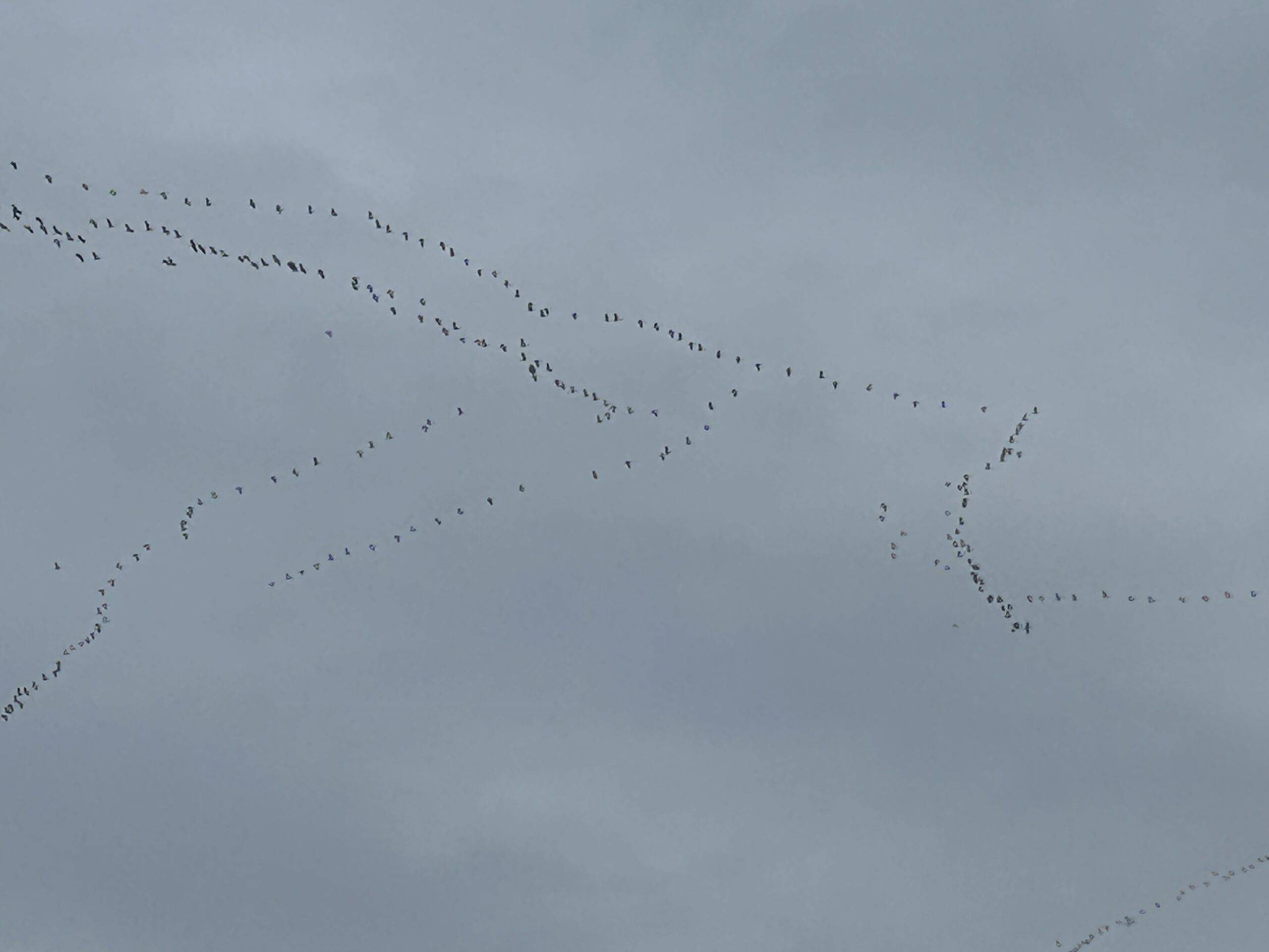 Vogelkundlicher Sonntagsspaziergang – mit Glück auch mit Vogelzug